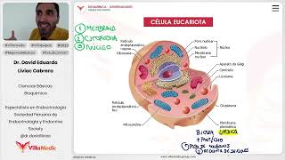 Generalidades  Célula eucariota [upl. by Malvie]