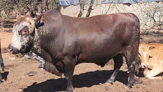 I went to a Nguni Stud Breeder [upl. by Eecrad613]