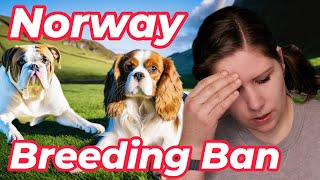 Vets Take Norways Decision to Ban Bulldog amp Cavalier King Charles Spaniel Breeding [upl. by Orihakat]