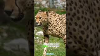 Cheetahs Cant Roar 🐆 funfacts shorts [upl. by Freddi]