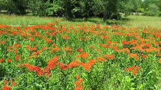 Butterfly Weed Pleurisy Root Medicine [upl. by Nileek]