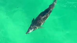 Dolphins at the Okaloosa Island Pier [upl. by Annabal]