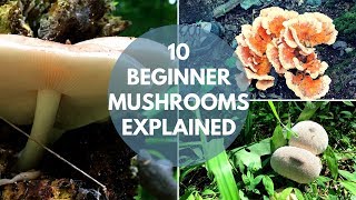 Mushroom Foraging for Beginners [upl. by Eneluj]