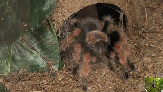 Mexican Fireleg Tarantula Eating a Cricket Brachypelma boehmei [upl. by Christoffer]