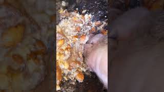 This video will help you prevent obesity Pig is eating slop [upl. by Vonny]