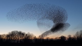 Starling murmuration 2020 Geldermalsen [upl. by Maroney]