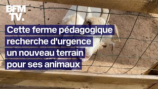 Forcée de déménager cette ferme pédagogique recherche durgence un nouveau terrain pour ses animaux [upl. by Federico]