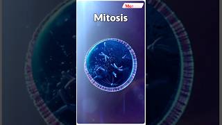 Mitosis Key Method of Eukaryotic Cell Reproduction neet2025 neet biology celldivision shorts [upl. by Darej]