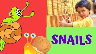 Garden snails  Fun facts for kids [upl. by Morra]