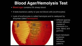 Microbiology HemolysisBlood Agar [upl. by Adyahs]