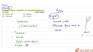 Trachea  tracheids  wood fibres and parenchyma tissues are found in [upl. by Vokay924]