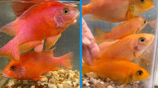 Red Dragon Blood Peacock Cichlid • BREEDER SELECTION • [upl. by Yaresed]