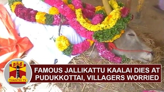 Famous Jallikattu Kaalai dies at Pudukottai Villagers worried  Thanthi TV [upl. by Assenna854]