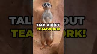 21 Marvelous Meerkat Facts You Didnt Know [upl. by Monika]