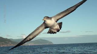 Cagarro Calonectris borealis nos Açores  Cory’s shearwater Calonectris borealis in the Azores [upl. by Ecirtaeb861]