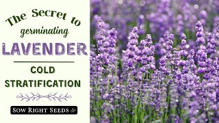 How to Cold Stratify Lavender for Best Germination [upl. by Aiotal]