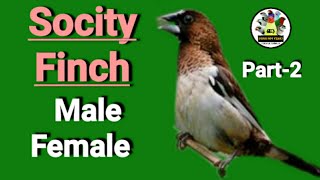 Socity  Bengalese Finch 🔴MALE 🟢FEMALE Part2 [upl. by Jews]