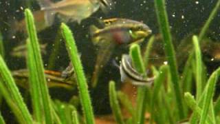 Feeding my Purple Cichlid fry  Purpurprachtbarsche 12 [upl. by Neitsirhc]