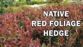 RED ALERT™ Callistemon is a red foliage hedge plant  Ozbreed Native Shrubs amp Groundcovers [upl. by Sire241]