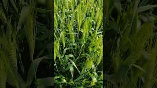 Triticum aestivum Wheat crop  Rabi crop Winter crop [upl. by Consuela981]