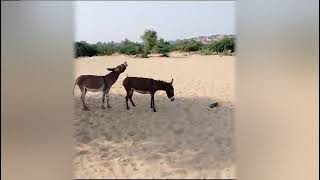 Donkeys live thier life in a quiet desert donkey animals donkeykong gadha janwar [upl. by Meraree]