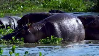 Queen Elizabeth National Park Uganda  Kazinga Channel  Hippos  South Africa [upl. by Adnalor]