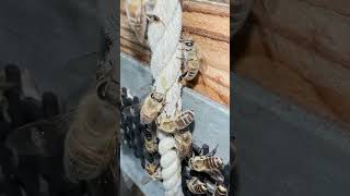 Japanese Honeybees Gnawing Hive Box Ropes [upl. by Ytok]