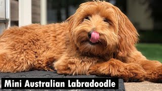 Mini Australian Labradoodle – The Cutest Doodle Out There  Labradoodle Breeds [upl. by Efren]