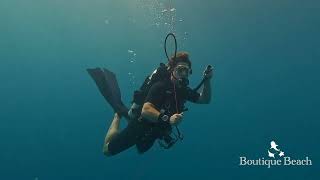 300824  Dives at Kudima Wreck amp Kudarah Thila near Dhigurah South Ari Atoll  Maldives [upl. by Verla]