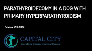 Parathyroidectomy in a Dog with Primary Hyperparathyroidism 20241029 [upl. by Sabelle]