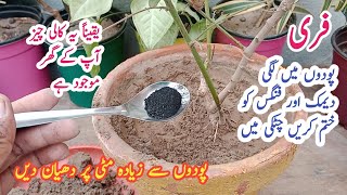 Best orgenic fertilizer  fungicide for plants  Free and fast action [upl. by Inigo507]