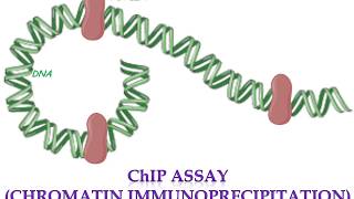 Chromatin Immunoprecipitation ChIP assay [upl. by Elwin]