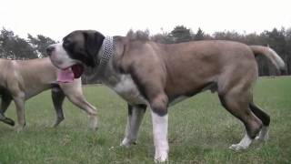 Boerboel Ysterberg line breed Mojo brothers [upl. by Semajwerdna]