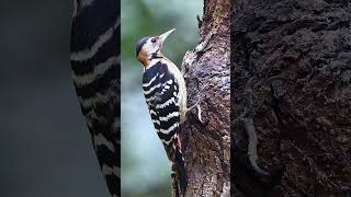 Fulvousbreasted Woodpecker Female – A Drumming Marvel [upl. by Revlys619]