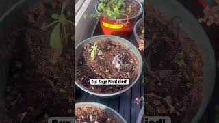 Our Sage Plant Died Indoor Gardening greenhouse sage [upl. by Essilem]