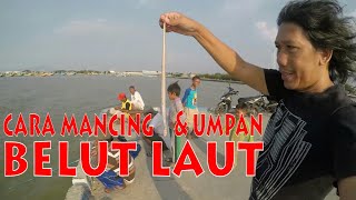 CARA MANCING BELUT LAUT UMPAN CACING DIM CEPAT STRIKE [upl. by Lougheed]