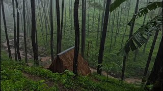 Relaxing Nature Sounds Pine Forest Rain to Help You Fall Asleep Fast  Rainlaxation [upl. by Ayra136]