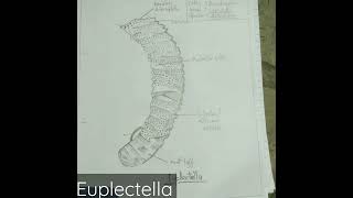 Euplectella  classification  genral character  with diagram  shorts shortsvedio viral [upl. by Burne]