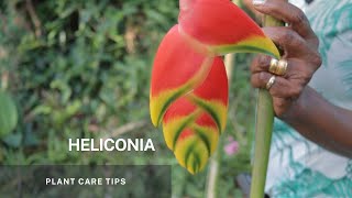 Heliconia  Simple propagation through division of its Rhizome and Plant Care tips [upl. by Haelhsa]