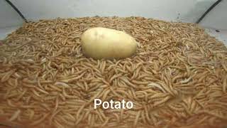 10 000 Mealworms vs Potato [upl. by Sinnelg]