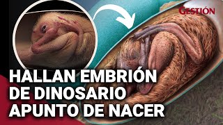 China El EMBRIÓN DE DINOSAURIO perfectamente conservado que asombra a científicos [upl. by Mohr]