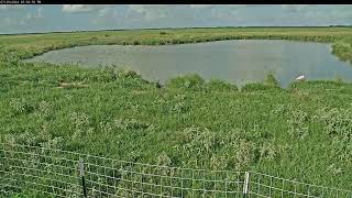 Attwater Prairie Chicken NWR Live Stream [upl. by Enitsyrhc]