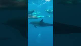 Common Dolphin Pod captdaveswhalewatching shorts animals wildlife dolphin ocean marinelife [upl. by Dittman]