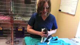 Kittens How to Syringe Feed [upl. by Ladnyc]