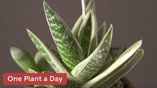 x Gasteraloe sp Green Ice Houseplant Care – 363 of 365 [upl. by Crysta316]