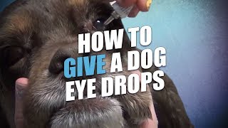 How To Give A Dog Eye Drops [upl. by Modeerf]