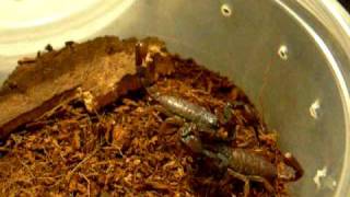 Uroctonus mordax mating attempt [upl. by Anilys]