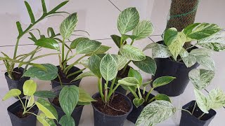 philodendron plants for sale [upl. by Demodena]