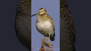 Singing Lathams snipe  unexpected sounds wildlife birds birdlovers [upl. by Ku]