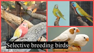 What is better Selective Breeding or Birds choice The Bird Brains Pod cast Episode 56 [upl. by Yensehc601]